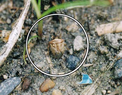 シラホシカメムシ