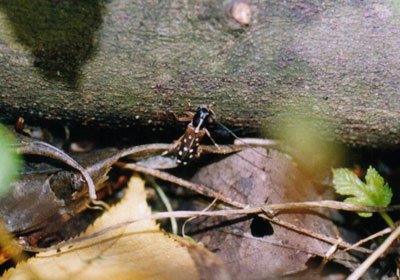 シラホシカミキリ