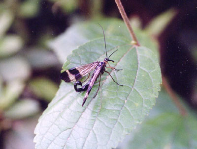 シリアゲムシ科のなかま