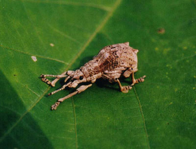 シロコブゾウムシ