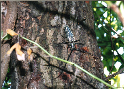 シロスジカミキリ
