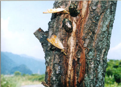 シロテンハナムグリ