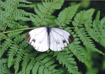 スジグロシロチョウ