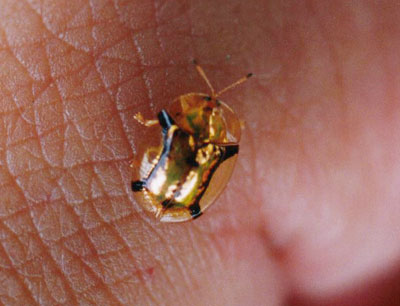 スキバジンガサハムシ