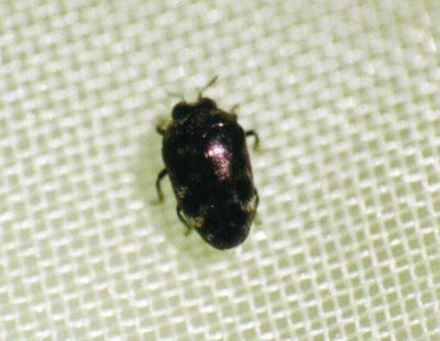 タマムシ科のなかま（１）