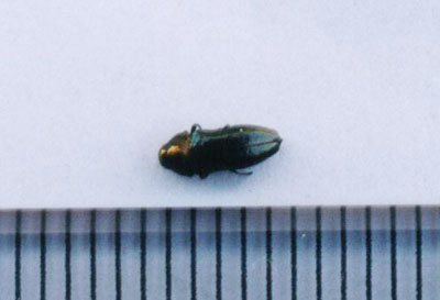 タマムシ科のなかま（２）