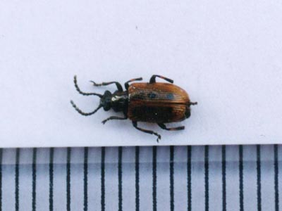 トホシクビボソハムシ