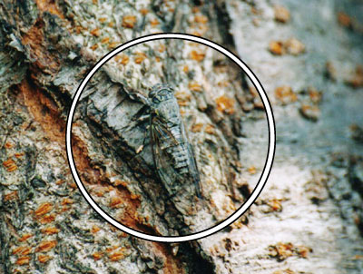 ツクツクボウシ