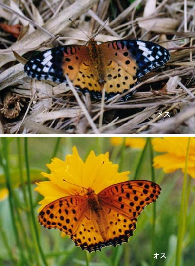 ツマグロヒョウモン