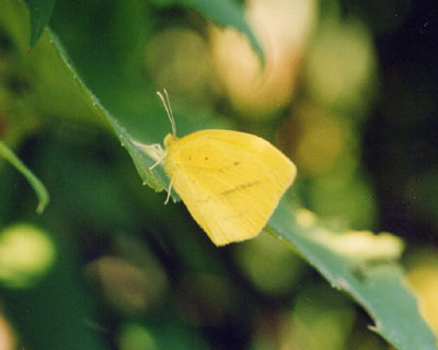 ツマグロキチョウ