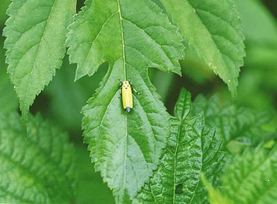 ツマグロオオヨコバイ