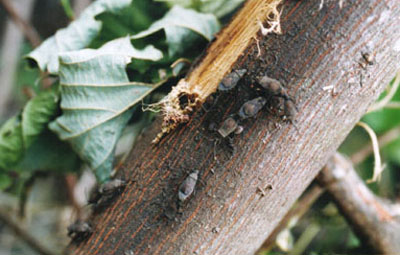 ツマキヘリカメムシ