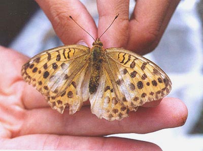 ウラギンスジヒョウモン