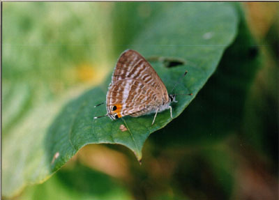 ウラナミシジミ