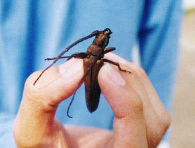 ウスバカミキリ