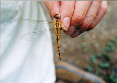 ウスバキトンボ