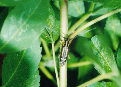 ヨツキボシカミキリ