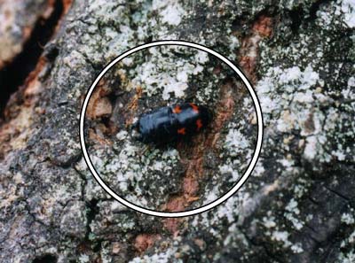 ヨツボシケシキスイ