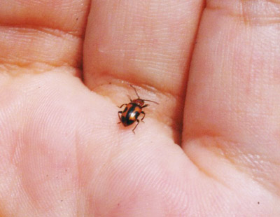 ヨツボシテントウダマシ