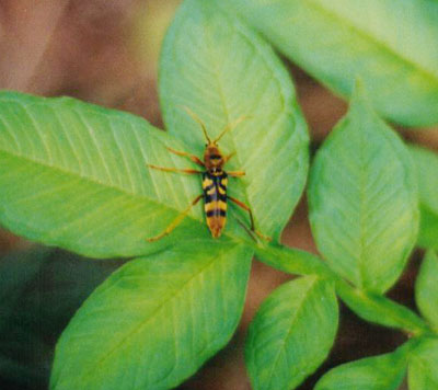 ヨツスジトラカミキリ