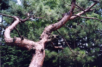 アカマツ（メマツ）