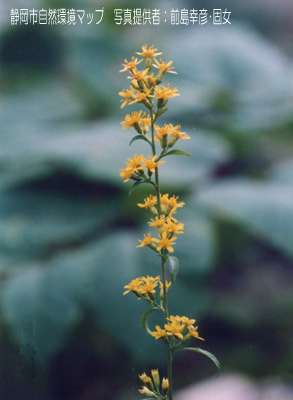 アキノキリンソウ