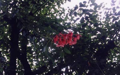 アメリカデイゴ（カイコウズ）