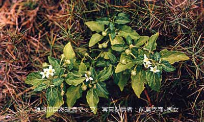 アメリカイヌホオズキ