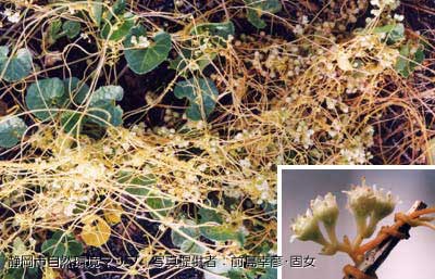 アメリカネナシカズラ