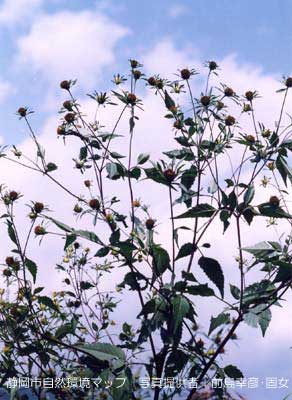 アメリカセンダングサ