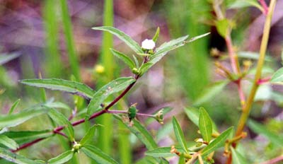 アメリカタカサブロウ