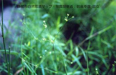 アオコウガイゼキショウ