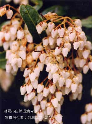 アセビ（アシビ）