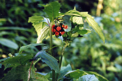 ベニバナボロギク