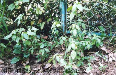 ビロードエノキグサ