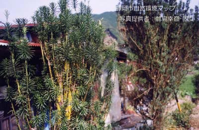 チョウセンマキ