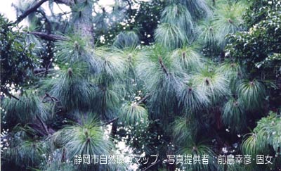 ダイオウショウ