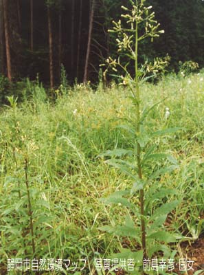 ダンドボロギク