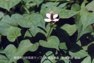 ドクダミ（ジュウヤク）