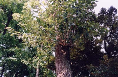 ドロノキ（ドロヤナギ）