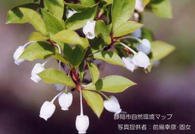 ドウダンツツジ