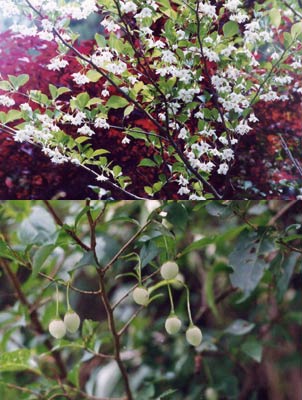 エゴノキ（チシャノキ）