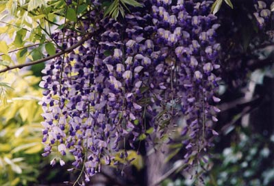 フジ（ノダフジ）