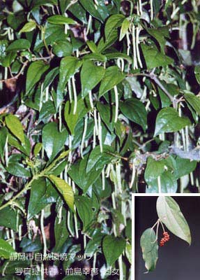 フウトウカズラ