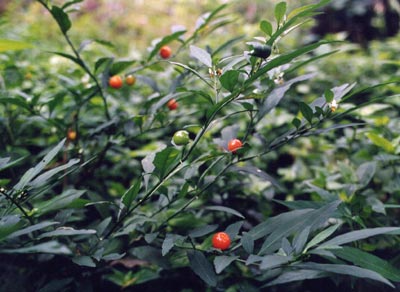 フユサンゴ（タマサンゴ）