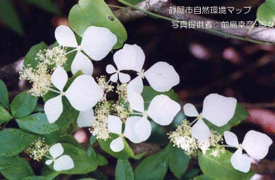 ガクウツギ（コンテリギ）