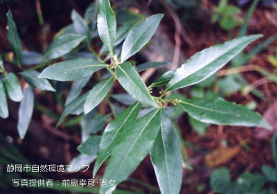 ゲッケイジュ（ローリエ）