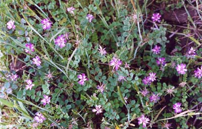 ゲンゲ（レンゲソウ）