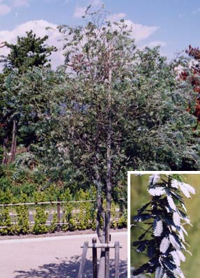 ギンヨウアカシア