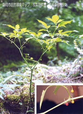 ハダカホオズキ